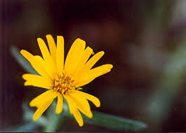 Jul 01, 2015 · november's birth flower is the bright and cheery chrysanthemum. Heterotheca Villosa Morning Sky Greenery