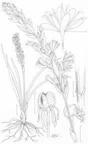 Image result for Chlorophytum calyptrocarpum