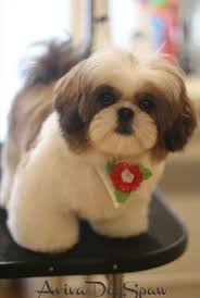 These popular shih tzu haircuts depend mostly on your own personal preferences and lifestyle, and each are interchangeable to create a unique look take one look at a shih tzu with this haircut and you will see why it's called the teddy bear cut. Pin On Boston Terrier Boxer