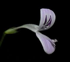 Image result for Hypoestes triflora