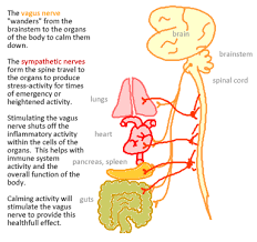 The Vagus Nerve Is The Primary Parasympathetic Nerve Traveling From The Brain To The Organs In The Abdomen The Relaxa Vagus Nerve Treatment For Tinnitus Nerve