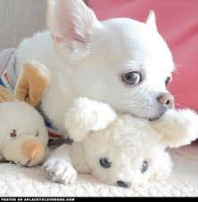  8 Ide Anjing Animasi Anjing Animasi Anak Anjing