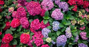 Smooth hydrangeas only need one fertilization in late winter, and oakleaf and panicle varieties do best when given two treatments—one in april and another in june. How To Propagate Hydrangeas From Cuttings Gardener S Path