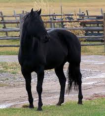 Their wide array of models and sizes, combined with their met Slavinhorses Creekside Arena Home Facebook