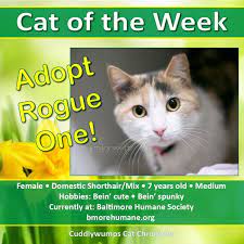 Cat Of The Week Adopt Rogue One Cats Animals Beautiful Adoption