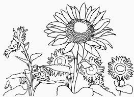 Sketsa gambar bunga sepatu terbaru. Lukisan Bunga Matahari Hitam Putih Cikimm Com