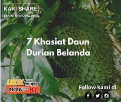 Cuci bersih dan setelah itu rebus dengan sukatan 2 gelas air, didihkan biarkan menjadi 1 gelas. Pd Kg Chuah 7 Khasiat Daun Durian Belanda Facebook