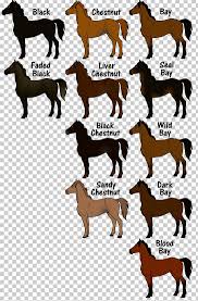 mustang thoroughbred equine coat color genetics pony png