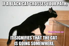 Pin By Shelby Brumfield On Quotes Black Cat Humor Black Cat Memes Black Cat Pictures