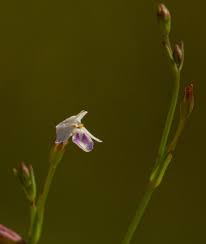 Image result for Linderniella gracilis