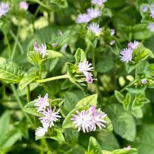 Image result for Elephantopus