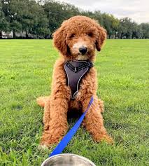 Red f1b medium to standard goldendoodles ~all reserved every summer, several of us work on training puppies in our started puppy program. F1 Vs F1b Goldendoodle An In Depth Side By Side Comparison