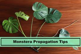Check spelling or type a new query. Best Monstera Propagation Tips Growing And Caring Tips Plants Spark Joy