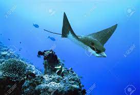 Manta ray, stingray, and eagle ray. Eagle Ray Diving On Maldives Stock Photo Picture And Royalty Free Image Image 3415512