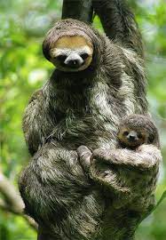 Brown Throated Three Toed Sloth Bradypus Variegatus Three Toed Sloth Cute Baby Sloths Baby Animals Funny