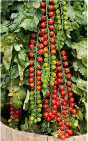 Rapunzel Tomate Hausgarten Net Tomaten Garten Gartenprodukte Haus Und Garten