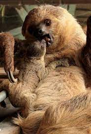 Sloth Mom You Got Something Stuck On Your Teeth Cute Sloth Pictures Cute Baby Sloths Sloth