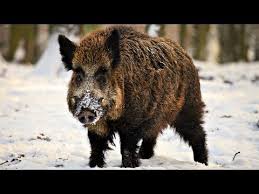 Image result for giant boar