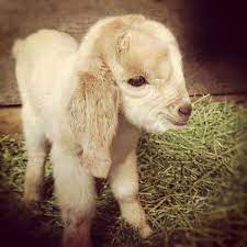 Este es un video donde nos muestran a cabras bebés que no obstante apenas empiezan a caminar, juegan con resbaladeros, juegan con perros. Cabritas Bebes 1 Cabras Bebe Cabras Animal Animales Bebe Bonitos