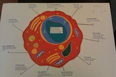 Microfilaments are the thinnest of all the cytoskeletal filaments, having a. 7 7th Grade Science Ideas Cells Project 7th Grade Science Science Cells