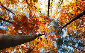 La Foret En Automne Les Arbres Les Feuilles Jaunes Ciel Vue De Haut Fonds D Ecran 2560x1600 Fonds Paysage Automne Fond D Ecran Macbook Fond Ecran Automne