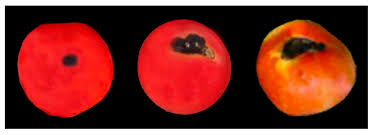 Image result for Colletoecema