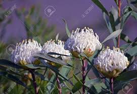 Check spelling or type a new query. Four Hardy Drought Tolerant Water Wise Australian Native White Shady Lady Waratahs Telopea Speciosissima Family Proteaceae Stock Photo Picture And Royalty Free Image Image 149081758