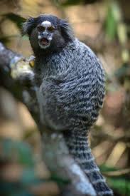 The black tufted eared marmoset is least concern. Black Tufted Ear Marmoset Photograph By Kike Calvo