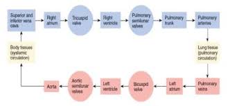 6 blood flow through the heart 19 download scientific