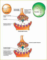 Fluoxetine Sertraline Paroxetine Citalopram Fluvoxamine Antidepressants