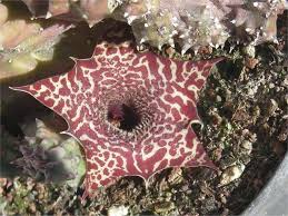 Image result for Huernia kirkii