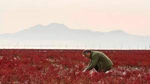 '방랑식객'이라는 호칭으로 이름을 알렸던 요리연구가 임지호 씨가 12일 심장마비로 별세했다. Hy847i2ccpjhbm