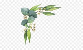 Eucalyptus Polyanthemos Royalty Free Watercolor Painting Illustration Watercolor Leaves Hojas De Acuarela Tarjetas De Acuarela Acuarela Floral