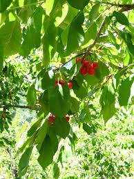 Though these trees were bred for flowers, not fruit, some do produce small cherries, which appear during the summer. Cherries Tree Sicily Leaves Green Plant Nature Fruit Bright Red Red Leaf Pikist