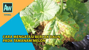 Gambar tanaman melon ini adalah gambar hasil penanaman yang pernah saya lakukan. Cara Mengatasi Penyakit Jamur Pada Tanaman Melon Youtube