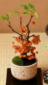 Pohon apel sering kali dianggap pilihan terbaik bagi anda yang baru mempelajari pencangkokan pohon. 460 Ide Bonsai Fruit Bonsai Buah Pohon Buah