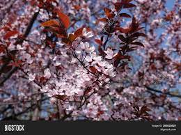 Maybe you would like to learn more about one of these? New Red Leaves Pink Image Photo Free Trial Bigstock
