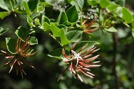 Image result for Carissa bispinosa