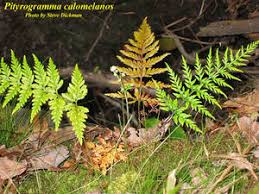 Image result for Pityrogramma aurantiaca