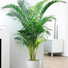 Walmart.com has been visited by 1m+ users in the past month 10 Feng Shui Indoor Plants To Spruce Up Your Interior Decor