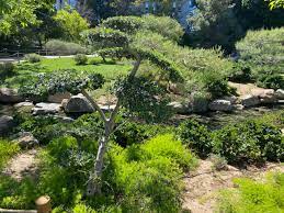 Japanese Friendship Garden In Phoenix With Kids Phoenix With Kids