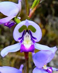 Image result for Disperis dicerochila