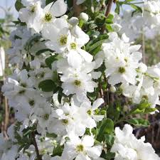 Image result for Exochorda