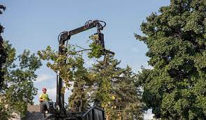 Tree care services in my area. Tree Care Services Tree Trimming Tree Removal