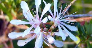 Image result for Faurea racemosa