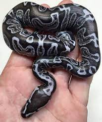 Wow Beautiful Ghi Axanthic Pet Snake Snake Cute Reptiles