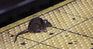 Maybe you would like to learn more about one of these? Begini Akibatnya Jika Tikus Tiba Tiba Muncul Di Kereta