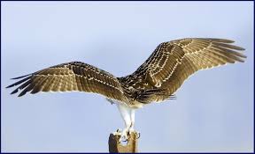 Bird With Wings Spread Images Pin On Birds Of Prey