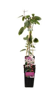 Tuininfo (47 resultaten) tuinforum (+200 resultaten) webshop (28 resultaten) plantenshop. Bosrank Bladhoudend Gardini Nl