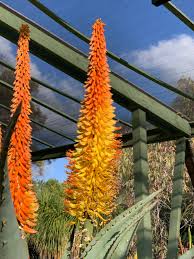 Image result for Aeranthes africana